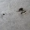 Proscape LLC - Concrete work
