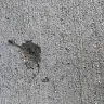 Proscape LLC - Concrete work