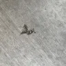 Proscape LLC - Concrete work