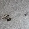 Proscape LLC - Concrete work