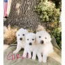Craigslist - Flagging - Photo 1