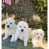 Craigslist - Flagging - Photo 2