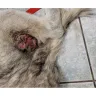 Banfield Pet Hospital - Overpayment - Photo 1