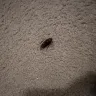 Morgan Properties - Trash and roach problem - Photo 6
