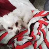 Banfield Pet Hospital - Vet on schedule but not there. - Photo 1