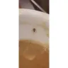 Shakey's Pizza - Cockroach in our food bad manager engagement