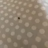 Morgan Properties - Bed bugs at move in unresolved