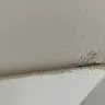 Morgan Properties - Bed bugs at move in unresolved