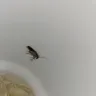 Checkers & Rally's - Roach in my son's drink