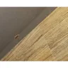 Baymont Inn & Suites - Bugs in room - Photo 1