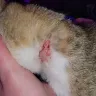 Sergeant's Pet Care Products - Guardian cat flea collar - Photo 1