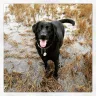 Facebook - Facebook blocked my beloved pup - Photo 1