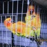 Hoobly - Parrots for sale-conures