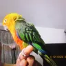 Hoobly - Parrots for sale-conures