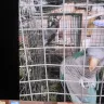 Hoobly - Parrots for sale-conures