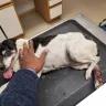 Banfield Pet Hospital - Veterinary services - Photo 3