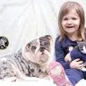 Shrinkabulls - Bulldog puppy 