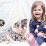 Shrinkabulls - Bulldog puppy - Photo 1