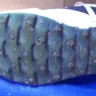 Skechers USA - 5452 EW golf shoes - Photo 1