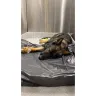 Banfield Pet Hospital - Pet in critical condition
