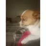 BLU Products - Cameras on blu phones and image quality - Photo 2