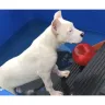 Dream Dogos - Dogo argentino puppies - Photo 1