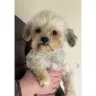 Pets4Homes - Malshi Dog (Daisy) sold by Nathan Nichols on Pets4Homes - Photo 3