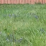 LawnStarter - Services paid for and never rendered
