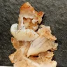 Golden Chick - Pubic hair in wicked wings
