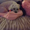 Pet Smart Store #2298 - Grooming