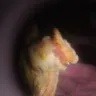 Debonairs Pizza - Meaty crammed crust pizza complaint not resolved - Photo 4