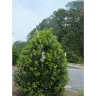 Transmissions Experts LLC - Auto repair