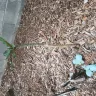 Southern California Edison [SCE] - arborists - Photo 2