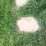 Southern California Edison [SCE] - arborists - Photo 3