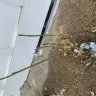 Nature Hills Nursery - $1200 Refund for all plants. - Photo 2