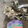 Nature Hills Nursery - $1200 Refund for all plants. - Photo 3