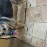 Banfield Pet Hospital - Banfield pet hospital visit Arundel Mills MD - Photo 1
