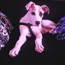 PawSafe Animal Rescue - Puppy we adopted from the Ellington town green. - Photo 1