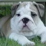 Bulldogs R US - Liar! - Photo 1