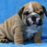 Bulldogs R US - Liar! - Photo 2