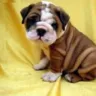 Bulldogs R US - Liar! - Photo 3