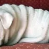 Bulldogs R US - Liar! - Photo 4