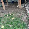 Saravia Landscape Services / Gaithersburg, MD - Lawn maintenance - Photo 1