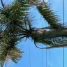 Florida Power & Light [FPL] - My butchered palm trees