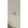 Subway - Cockroach in restaurant - Photo 1