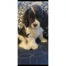 PetSmart - Grooming - Photo 4
