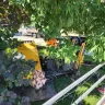 CenturyLink - Installation of fibre cable resulting in damage to my sprinkler system and denial of use of garden planter in back yard