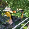 CenturyLink - Installation of fibre cable resulting in damage to my sprinkler system and denial of use of garden planter in back yard - Photo 3