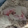 PetSmart - Banfield services - Photo 1