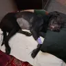 Banfield Pet Hospital - Almost killing my dog